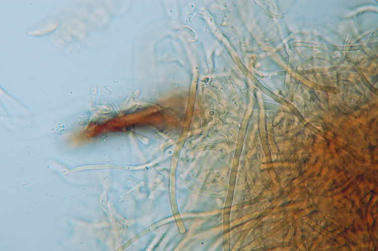 Penso a Ischnoderma benzoinum - foto 1871 (I. benzoinum)